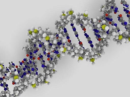 ¿Realmente se hereda la inteligencia?
