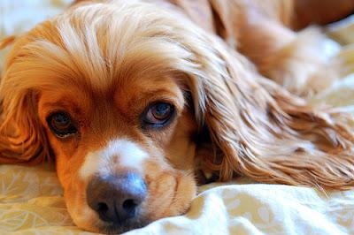 Cuida los ojos de tu perro