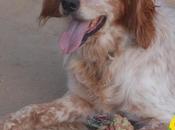 Bruno... simplemente bretón