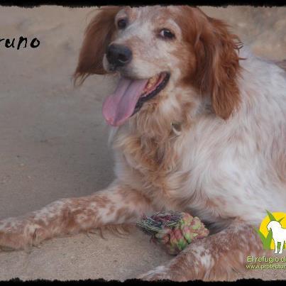 Foto: BRUNO un simpatico abuelete q aun tiene ganas de jugar, de pasear y como no, echar siestas al sol! es sociable con los demas perros, cariñoso con la gente y buscamos para el una persona q no mire la edad, sino la compañia y la alegria q daria brunito, siempre moviendo la colita cuando le hablas... es un breton de tamaño medio. adopciones@protectorazafra.org tel: 625.673.837
