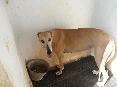 Perla, preciosa galga en adopción. Ecija (Sevilla)