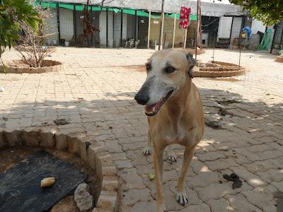 Perla, preciosa galga en adopción. Ecija (Sevilla)