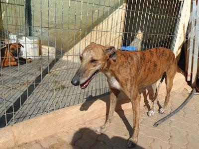 Reina, preciosa galga en adopción. Ecija (SEVILLA)