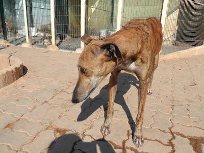 Reina, preciosa galga en adopción. Ecija (SEVILLA)