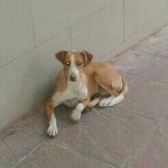 MUY URGENTE!! Perrita abandonado en Ronda (Malaga).