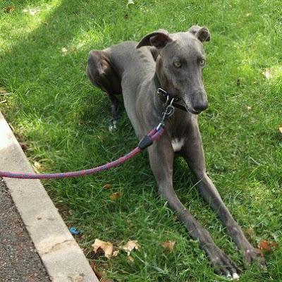 SE BUSCA!! Galgo perdido o robado en Ciudad Real.