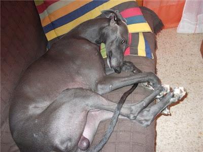 SE BUSCA!! Galgo perdido o robado en Ciudad Real.