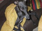 BUSCA!! Galgo perdido robado Ciudad Real.