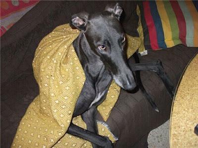 SE BUSCA!! Galgo perdido o robado en Ciudad Real.