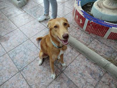 Olivia, una autentica maravilla en busca de hogar (Murcia)‏.