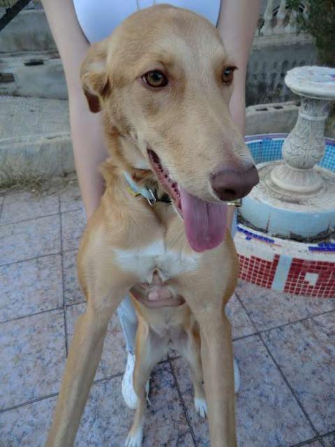 Olivia, una autentica maravilla en busca de hogar (Murcia)‏.