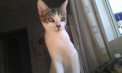 MIMO - OTRO GATICO INVISIBLE SIN EXPLICACIÓN...ES UN GATIPERRO!!‏