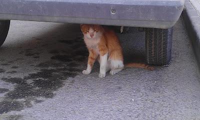 ESCOCÉS - GATO CASERO VIVIENDO EN LA CALLE..,ACOGIDA URGENTE EN MURCIA!