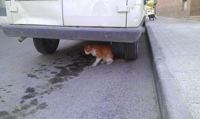 ESCOCÉS - GATO CASERO VIVIENDO EN LA CALLE..,ACOGIDA URGENTE EN MURCIA!