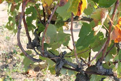 VISITA A LA FINCA VILADELLOPS. VINOS DEL MASSÍS DEL GARRAF. (II)