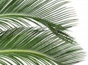 Resiliencia, palmeras doblan