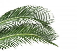 Resiliencia, las palmeras se doblan