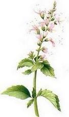 g5 g53 El té de Java, u ortosifón, un poderoso diurético y mucho más…