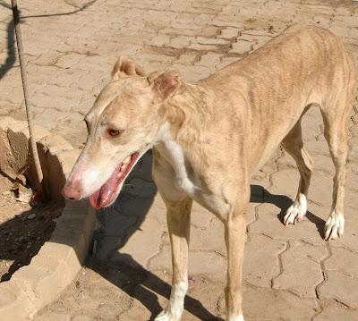 Duma, preciosa galga en adopción. Ecija (Sevilla)