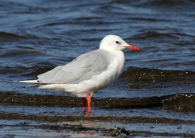 GULLS, the Cantabrian Sea to the Mediterranean Sea/GAVIOTAS DEL MAR CANTABRICO AL MEDITERRANEO