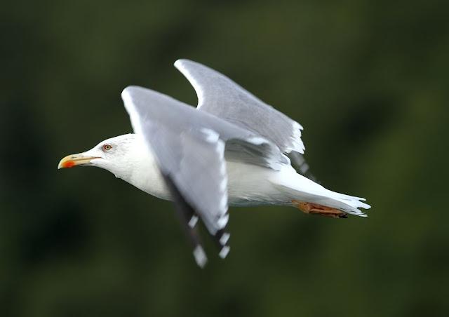 GULLS, the Cantabrian Sea to the Mediterranean Sea/GAVIOTAS DEL MAR CANTABRICO AL MEDITERRANEO