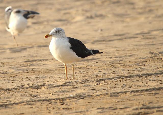 GULLS, the Cantabrian Sea to the Mediterranean Sea/GAVIOTAS DEL MAR CANTABRICO AL MEDITERRANEO