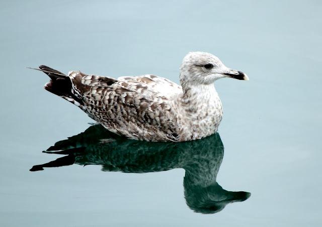 GULLS, the Cantabrian Sea to the Mediterranean Sea/GAVIOTAS DEL MAR CANTABRICO AL MEDITERRANEO