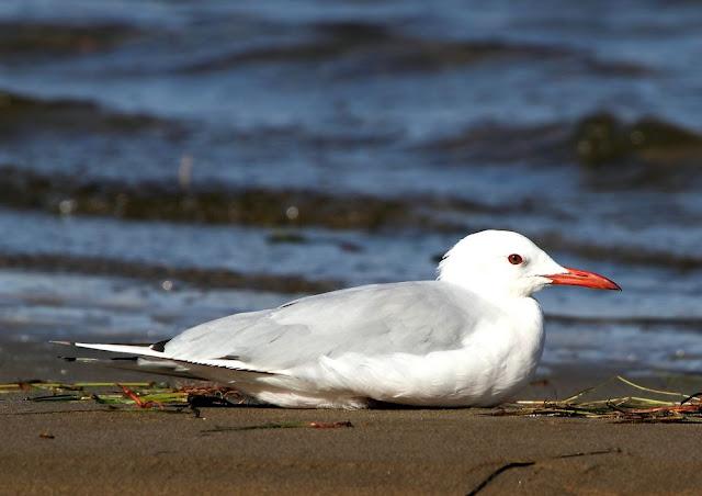 GULLS, the Cantabrian Sea to the Mediterranean Sea/GAVIOTAS DEL MAR CANTABRICO AL MEDITERRANEO