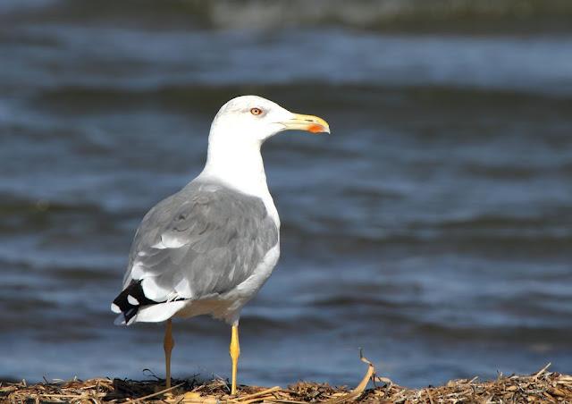 GULLS, the Cantabrian Sea to the Mediterranean Sea/GAVIOTAS DEL MAR CANTABRICO AL MEDITERRANEO