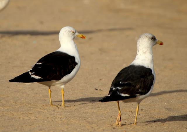 GULLS, the Cantabrian Sea to the Mediterranean Sea/GAVIOTAS DEL MAR CANTABRICO AL MEDITERRANEO