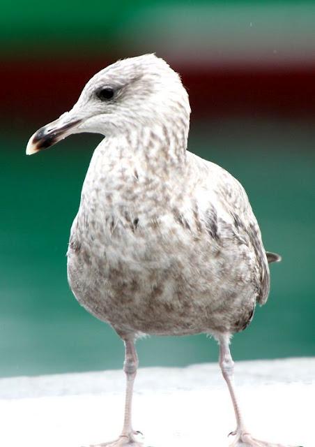 GULLS, the Cantabrian Sea to the Mediterranean Sea/GAVIOTAS DEL MAR CANTABRICO AL MEDITERRANEO