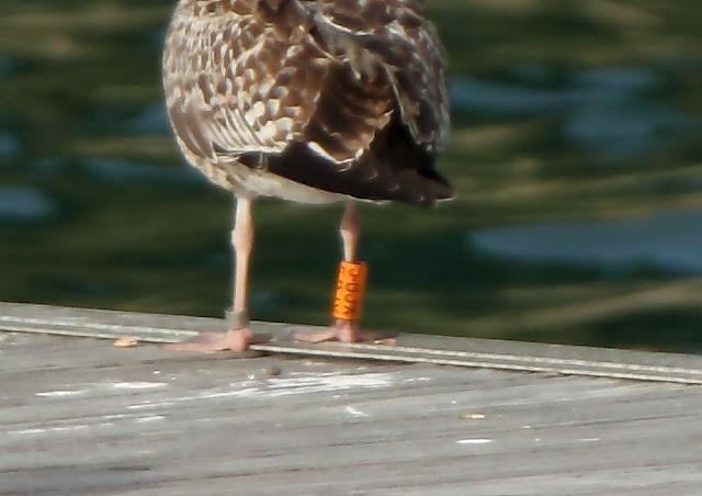 GULLS, the Cantabrian Sea to the Mediterranean Sea/GAVIOTAS DEL MAR CANTABRICO AL MEDITERRANEO