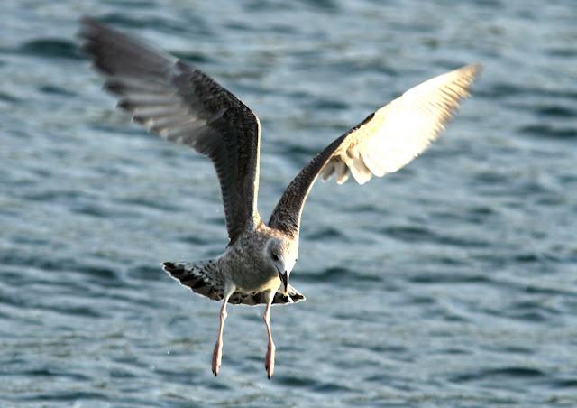 GULLS, the Cantabrian Sea to the Mediterranean Sea/GAVIOTAS DEL MAR CANTABRICO AL MEDITERRANEO