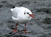 GULLS, Cantabrian Mediterranean Sea/GAVIOTAS CANTABRICO MEDITERRANEO