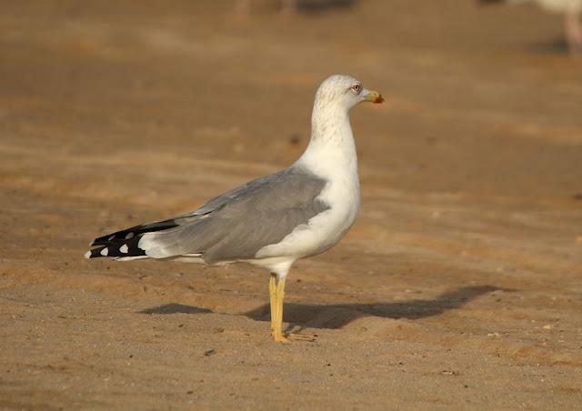 GULLS, the Cantabrian Sea to the Mediterranean Sea/GAVIOTAS DEL MAR CANTABRICO AL MEDITERRANEO