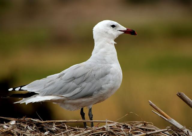 GULLS, the Cantabrian Sea to the Mediterranean Sea/GAVIOTAS DEL MAR CANTABRICO AL MEDITERRANEO