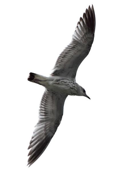 GULLS, the Cantabrian Sea to the Mediterranean Sea/GAVIOTAS DEL MAR CANTABRICO AL MEDITERRANEO