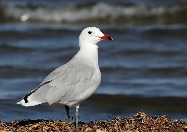 GULLS, the Cantabrian Sea to the Mediterranean Sea/GAVIOTAS DEL MAR CANTABRICO AL MEDITERRANEO