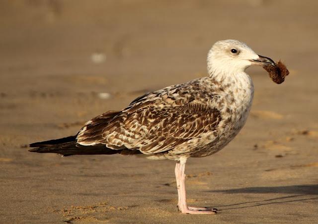 GULLS, the Cantabrian Sea to the Mediterranean Sea/GAVIOTAS DEL MAR CANTABRICO AL MEDITERRANEO