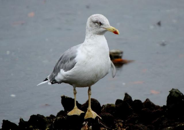 GULLS, the Cantabrian Sea to the Mediterranean Sea/GAVIOTAS DEL MAR CANTABRICO AL MEDITERRANEO