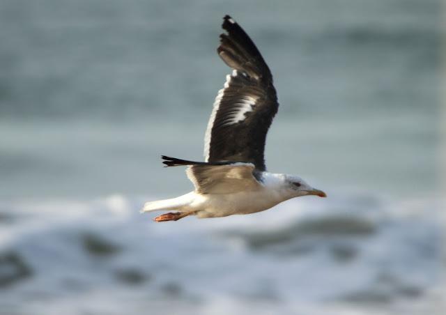 GULLS, the Cantabrian Sea to the Mediterranean Sea/GAVIOTAS DEL MAR CANTABRICO AL MEDITERRANEO