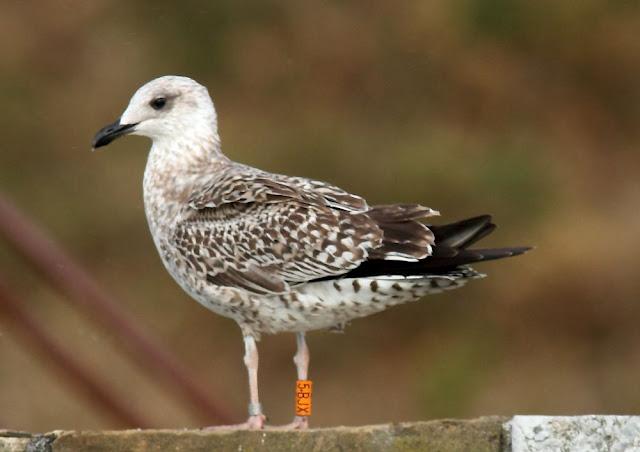 GULLS, the Cantabrian Sea to the Mediterranean Sea/GAVIOTAS DEL MAR CANTABRICO AL MEDITERRANEO