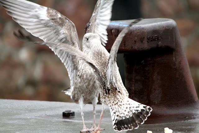 GULLS, the Cantabrian Sea to the Mediterranean Sea/GAVIOTAS DEL MAR CANTABRICO AL MEDITERRANEO