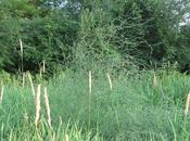 Jardín dólares, crecer espárragos