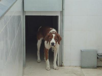 CHU BRETÓN MACHO ENTREGADO POR EL DUEÑO.