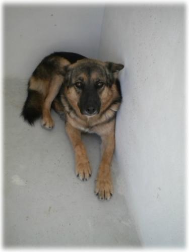 ERIN. Posiblemente la perra más buena del mundo... (En adopción)‏