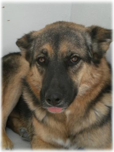 ERIN. Posiblemente la perra más buena del mundo... (En adopción)‏