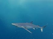 Tiburones Cantábrico