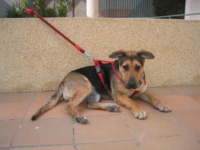 Noa, perra PPP, ¿morirá en una jaula?‏