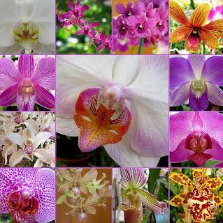 LAS ORQUIDEAS